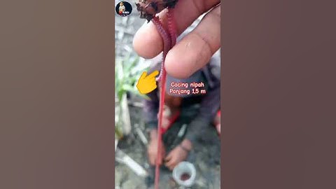 Nipah-wormen 1,5 m lang #shorts #shortsfeed #nipahworms