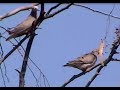 Cazando palomas con rifle de aire | AMIGOS DE CACERIA.