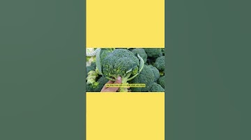 Bạn đã biết cách chọn và bảo quản súp lơ xanh chuẩn nhất chưa? | Sức Khỏe Là Vàng