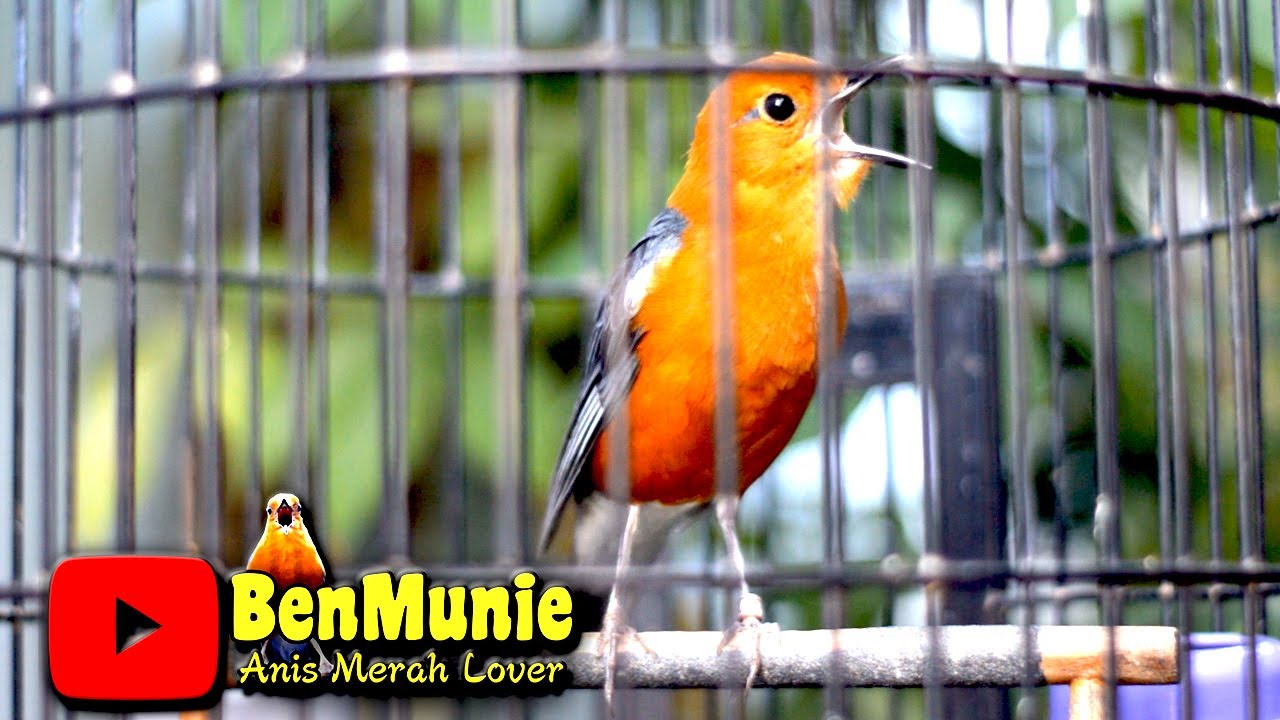 ANIS MERAH GACOR SANGAT EFEKTIF UNTUK PANCINGAN ANIS MERAH BIAR BUNYI