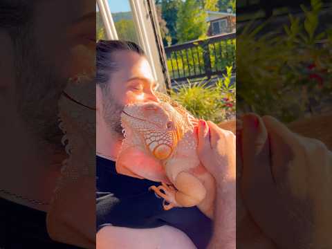 Tam congratulates me with my 40yo 🤗🧡 #reptile #iguana #lizard #orange #pet