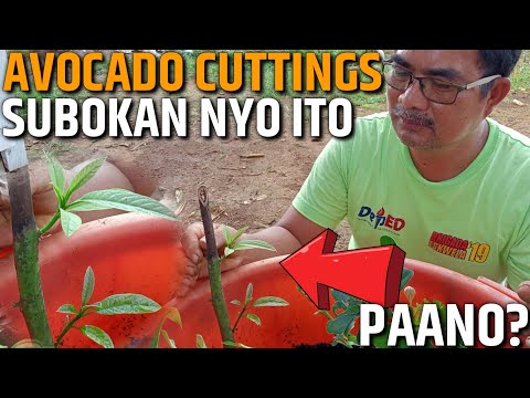 Video: Paano Mag-cut Ng Isang Abukado