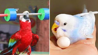 Smart And Funny Parrots Parrot Talking Videos Compilation (2023) - Cute Birds #12