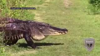 Large gator caught on camera at Circle B Bar Reserve