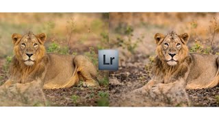 #tiger2. photo editing 📸lightroom is best or not photo editor✨ photography is best ✨ screenshot 5
