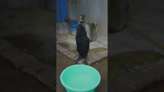 Cormorant Swallows A Gigantic Fish 🐟 Like An Oyster 😱 #Bird  #Fishing  #Wildlife