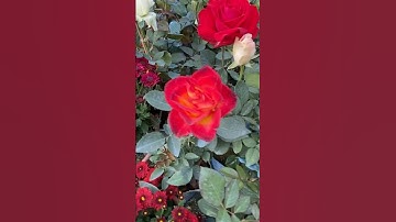 Roses dance in on Kishori song #flowers #rose#shorts #beautiful