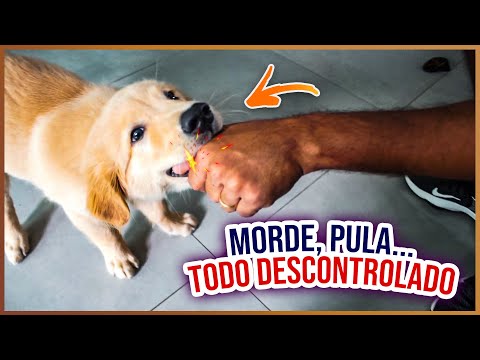 Vídeo: Como treinar seu cão para não pular em pessoas