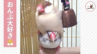 まるでお団子みたいな、文鳥さんのおんぶ🍡【PECO TV】