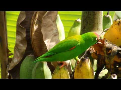 Sulawesi Hanging Parrot