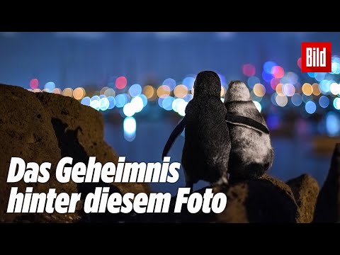Foto des Jahres: Die rührende Geschichte hinter dem Pinguin-Paar