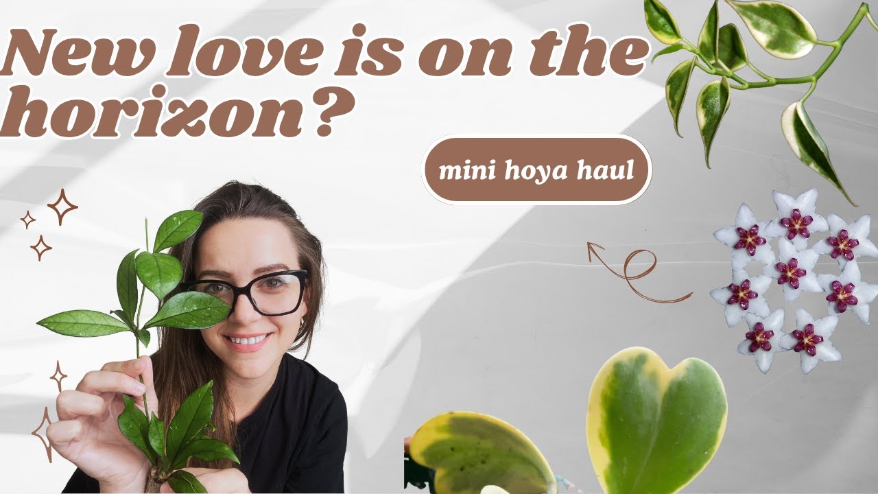 My First Hoya Haul 🌿 Am I Falling Into the Rabbit Hole?