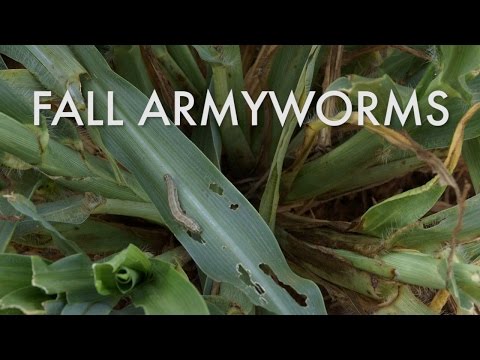 Fall Armyworms: Identification, Damage Indications and Control