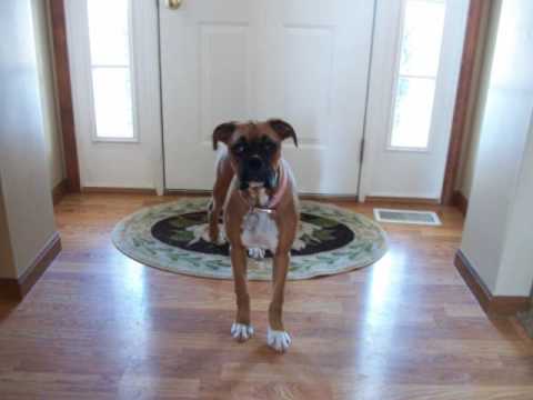 lucy the boxer puppy 6 months old feb 8th youtube