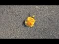 The Streets present Matt Calderwood's SCRAPS