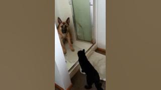 German Shepherd afraid of and cornered by a cat being a bully.