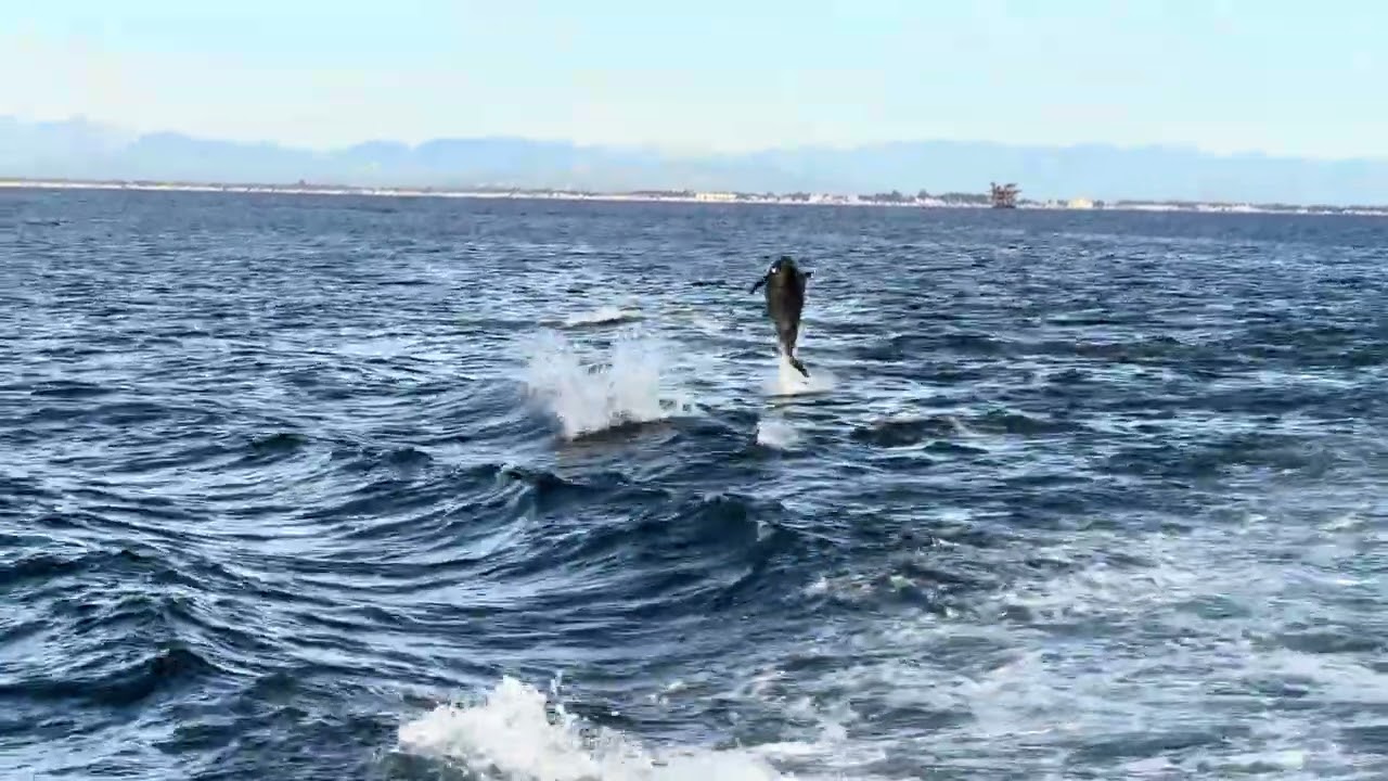 Bottle-nosed dolphins wake surfing near Channel Islands