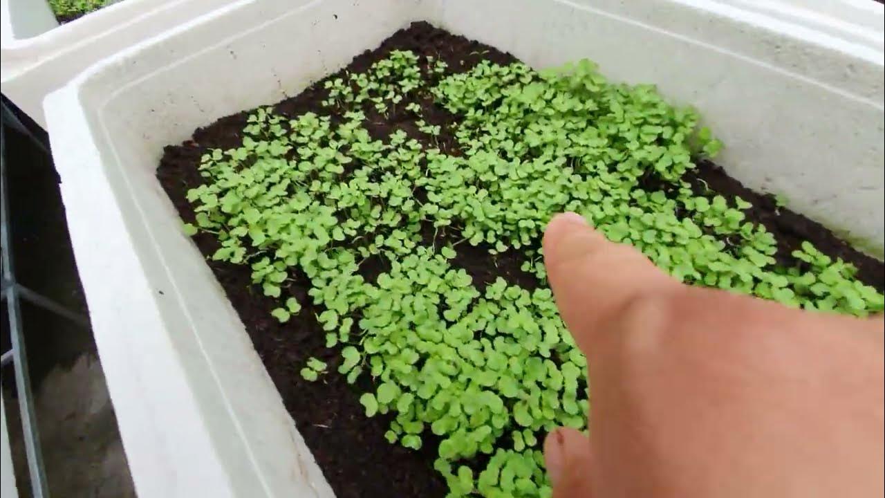 Thăm vườn ngày 24 tháng 8 năm 2022. YouTube