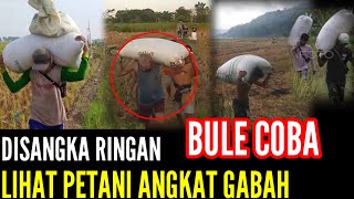 Disangka Ringan Bule Angkat Gabah Dari Sawah