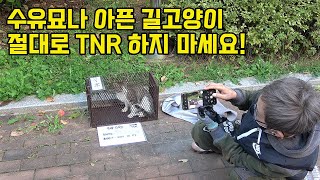 7년차 길고양이 중성화 TNR 전문가가 전수하는 올바른 포획 방법과 주의점