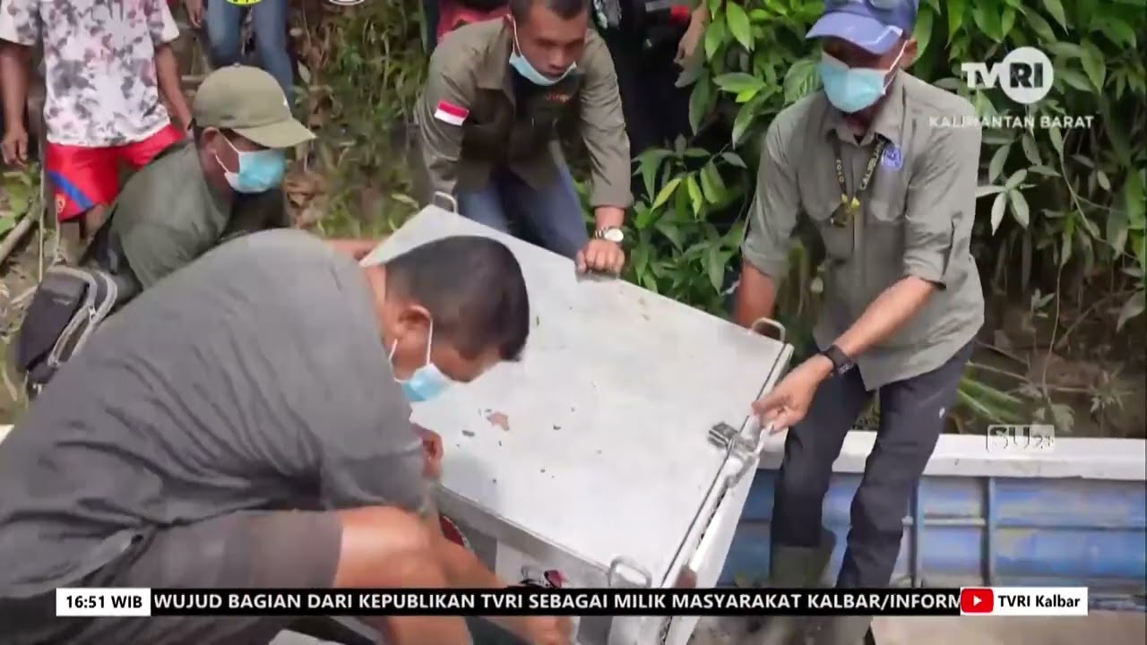 18 NOVEMBER 2024   SEEKOR ORANG UTAN DILEPASLIARKAN DI TAMAN NASIONAL GUNUNG PALUNG KETAPANG