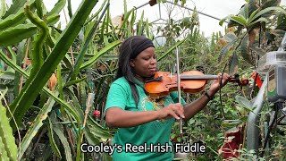 Cooley's Reel/The Wise Maid-Irish Fiddle in a Greenhouse