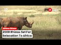Back To The Wild: 2000 Rhinos Set For A Major Relocation To Africa