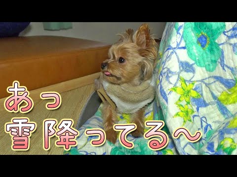 【ヨークシャテリア】雪の気配を感じる愛犬【Yorkshire Terrier】