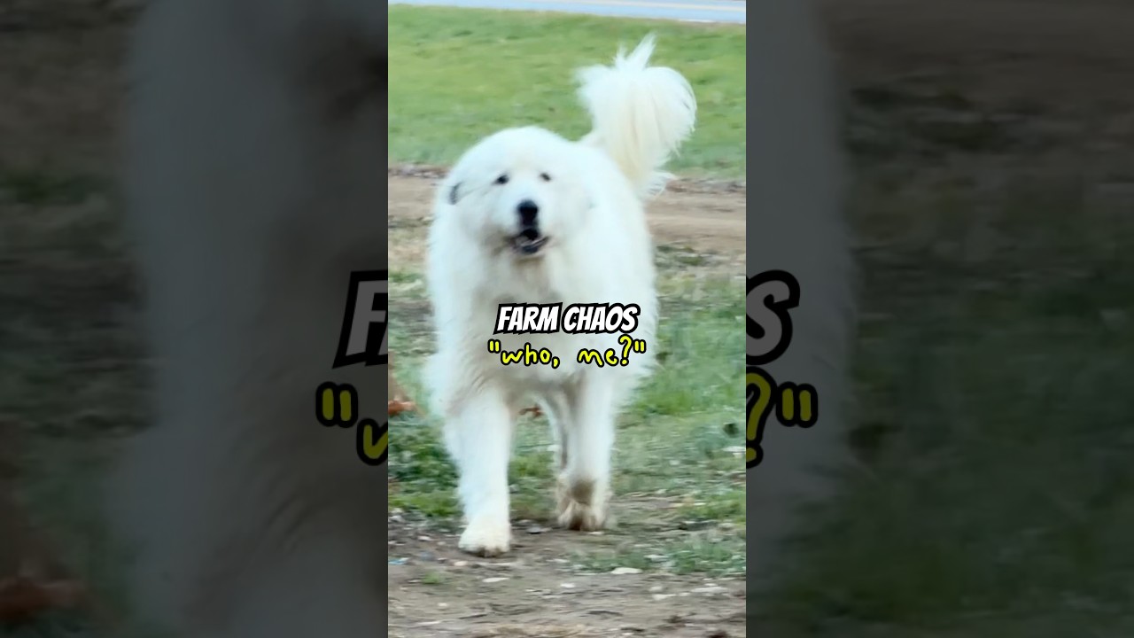 Фермерские дела и хаос, снятый детьми, в Pretty Sweet Acres