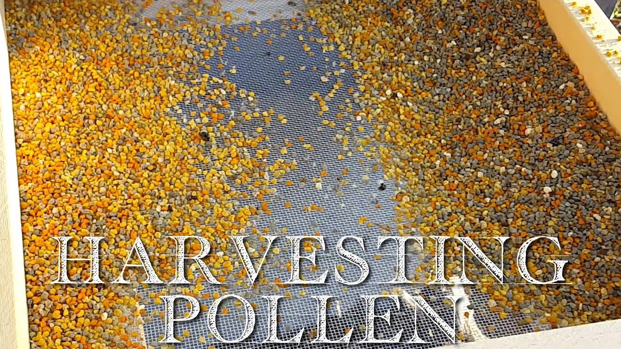 Bee Pollen Color Chart