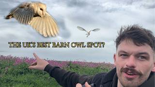 The UK's best barn owl spot? #wildlife #sonyalpha #birds #wildlifephotography #barnowls