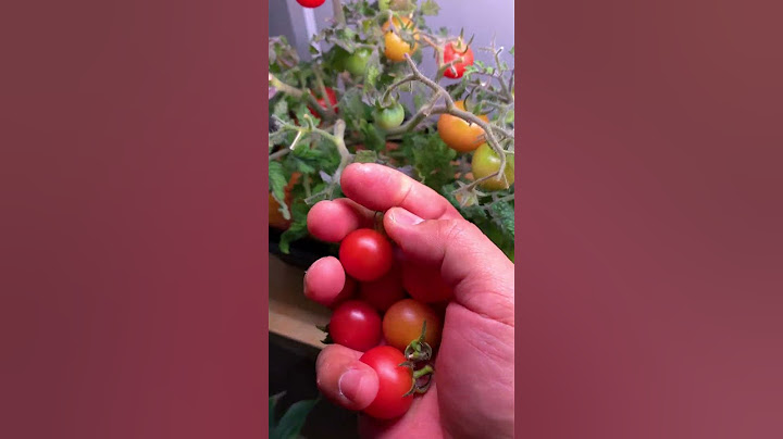 The most productive tiny tomato plants. Perfect for small space and indoor garden