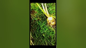 When to harvest parsnips