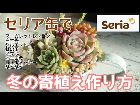 冬の多肉寄せ植え作り 12月は根付きが成功のカギ 100均セリア缶リメイク Youtube