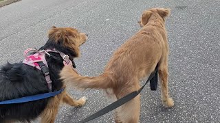 Border Collie Takes Golden Retriever Puppy To The Park #goldenretriever #bordercollie