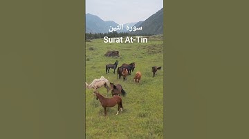 سورة التين Surat At-Tin | قرٱن تلاوة خاشعة| #اكسبلور #المصحف #الشيخ