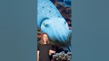 Cuttlefish might be weirder than a Octopus