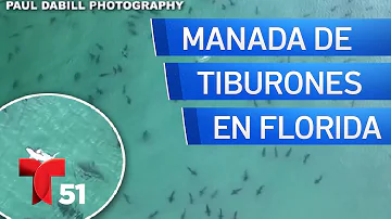 ¿Hay tiburones blancos en los Cayos?