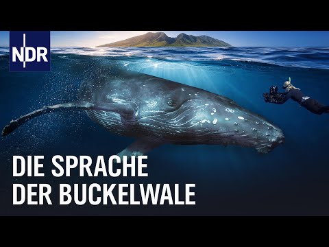 YouTube-Thumbnail: Unter Buckelwalen: Auf den Spuren ihrer Sprache