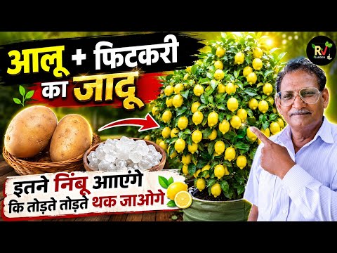 आलू + फिटकरी का जादू 😱 | july मै करे 5 महत्वपूर्ण काम इतने नींबू आएंगे कि तोड़ते-तोड़ते थक जाओगे #yt