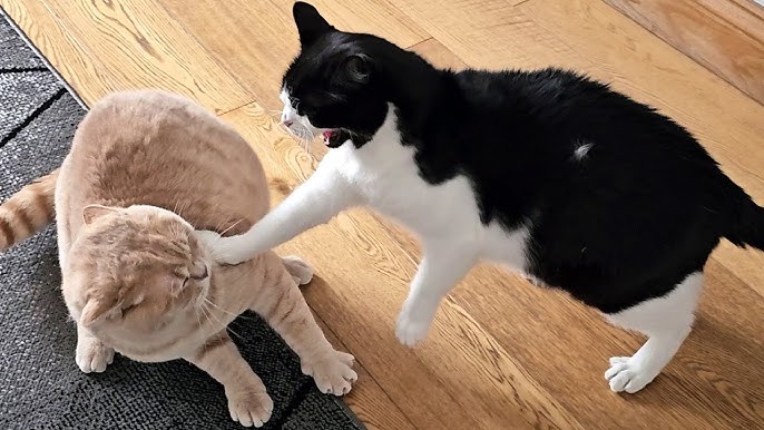 Гоа секс палолемі