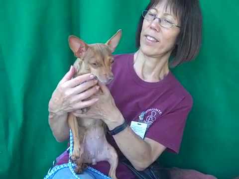 dog adoption mauritius RESCUED! A5085306 Nutmeg | Chihuahua