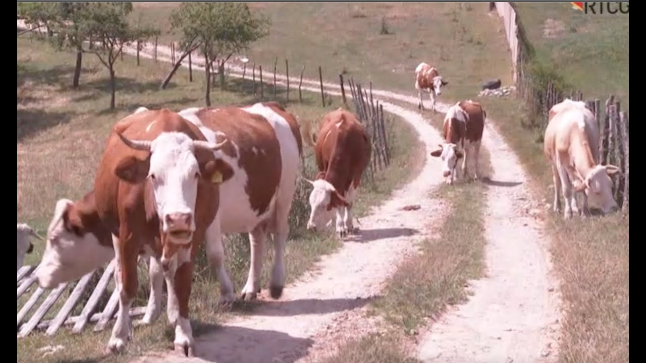 MLIJECNO GOVEDARSTVO - PORODICA MURIC IZ ROZAJA