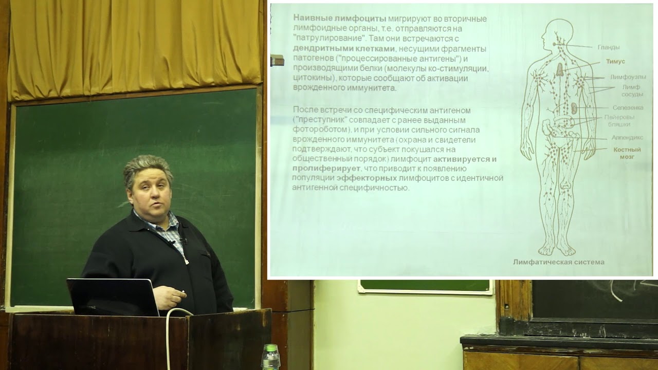Купраш Д. В. - Иммунология - Клеточная структура иммунной системы