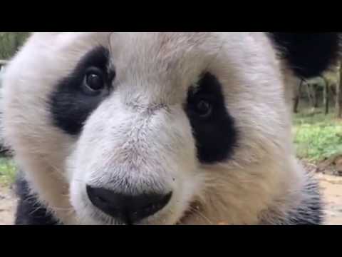 熊猫 大熊猫 giant panda