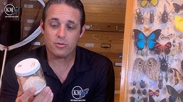 HOW TO PROPERLY USE A KILL JAR FOR ENTOMOLOGY RESEARCH