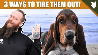 3 Tips To Tire Out Your BASSET HOUND Puppy by Fenrir Basset Hound Show 2,765 views 3 years ago 3 minutes, 42 seconds