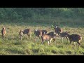 斑鹿/花鹿 Chital Deer (Axis axis)(畫質開4K)