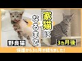 【野良猫から家猫へ】3ヶ月間の成長記録〜総まとめ〜｜【From a stray cat to a house cat】3 months record - summary -