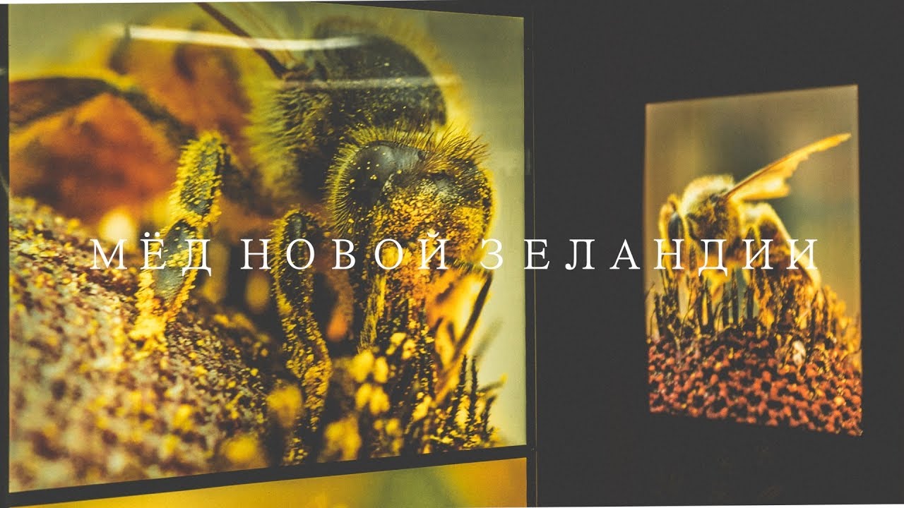 МЁД НОВОЙ ЗЕЛАНДИИ | Жизнь в Новой Зеландии